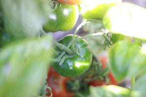 Food Resilience - What does it mean and why do we need it?