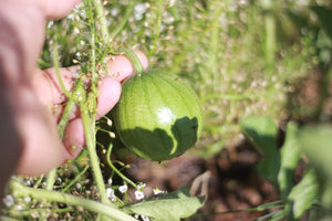 A Morning on the Green - For The Better Good's organic micro-farm.